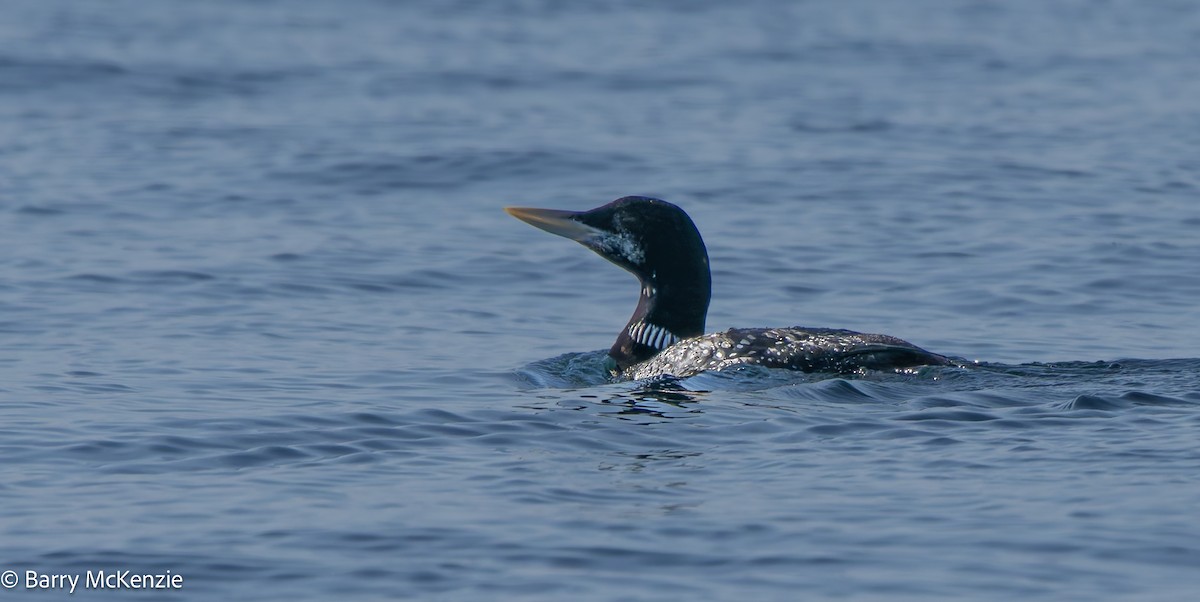 Strolaga beccogiallo - ML645094559