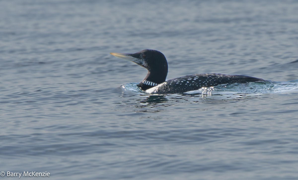 Strolaga beccogiallo - ML645094560