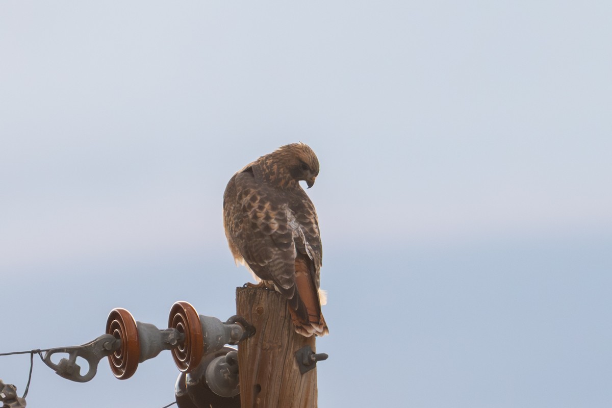 Red-tailed Hawk - ML645094563