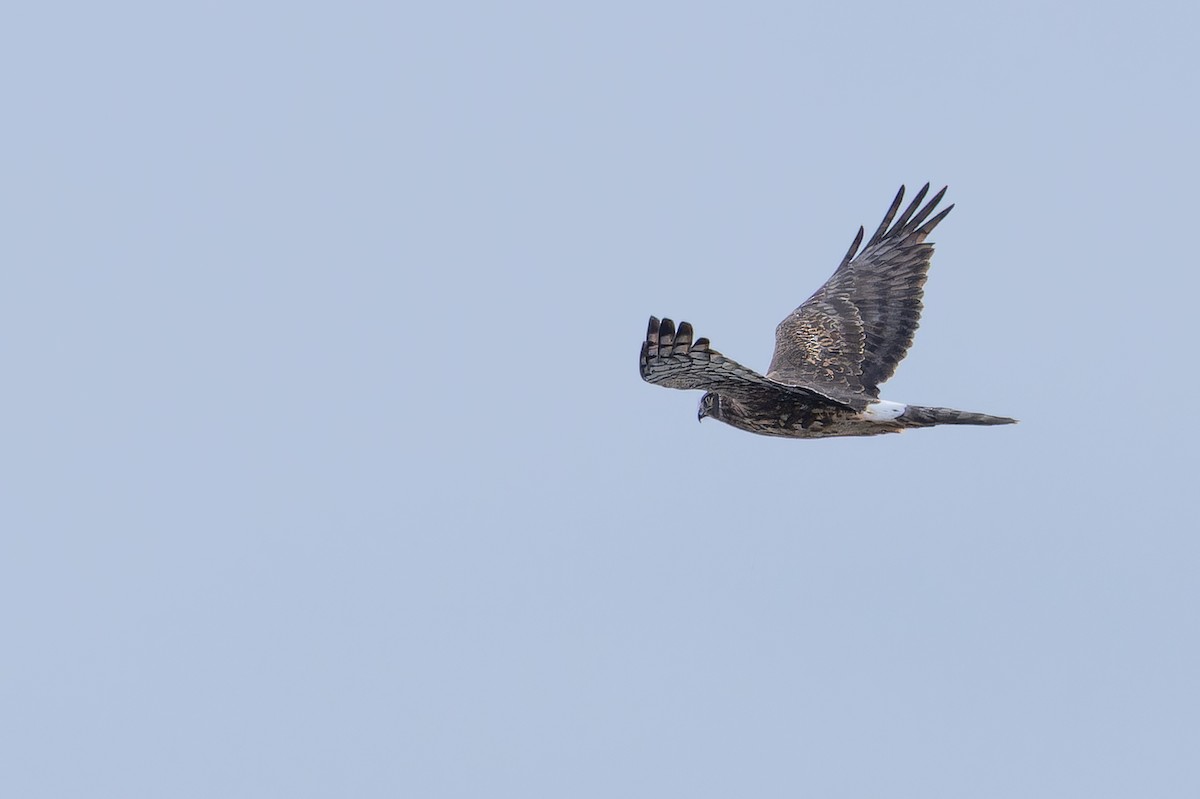 Лунь американський - ML645094571