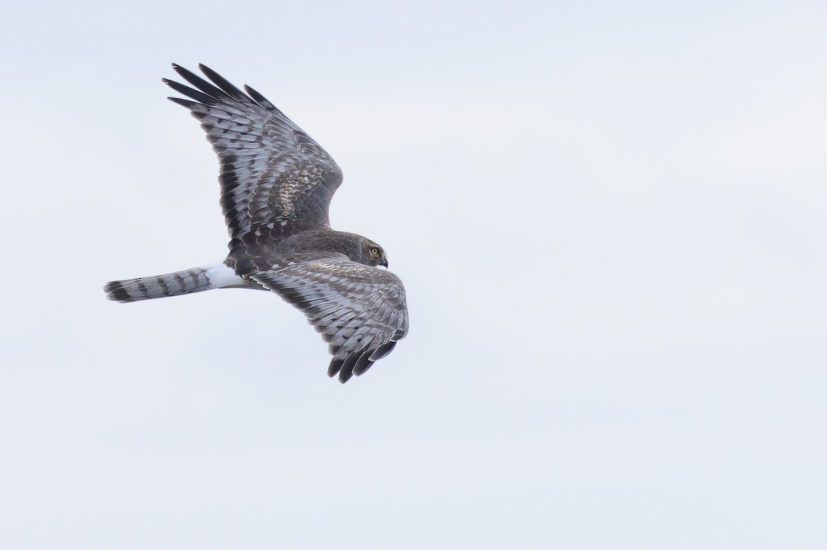 Лунь американський - ML645094572