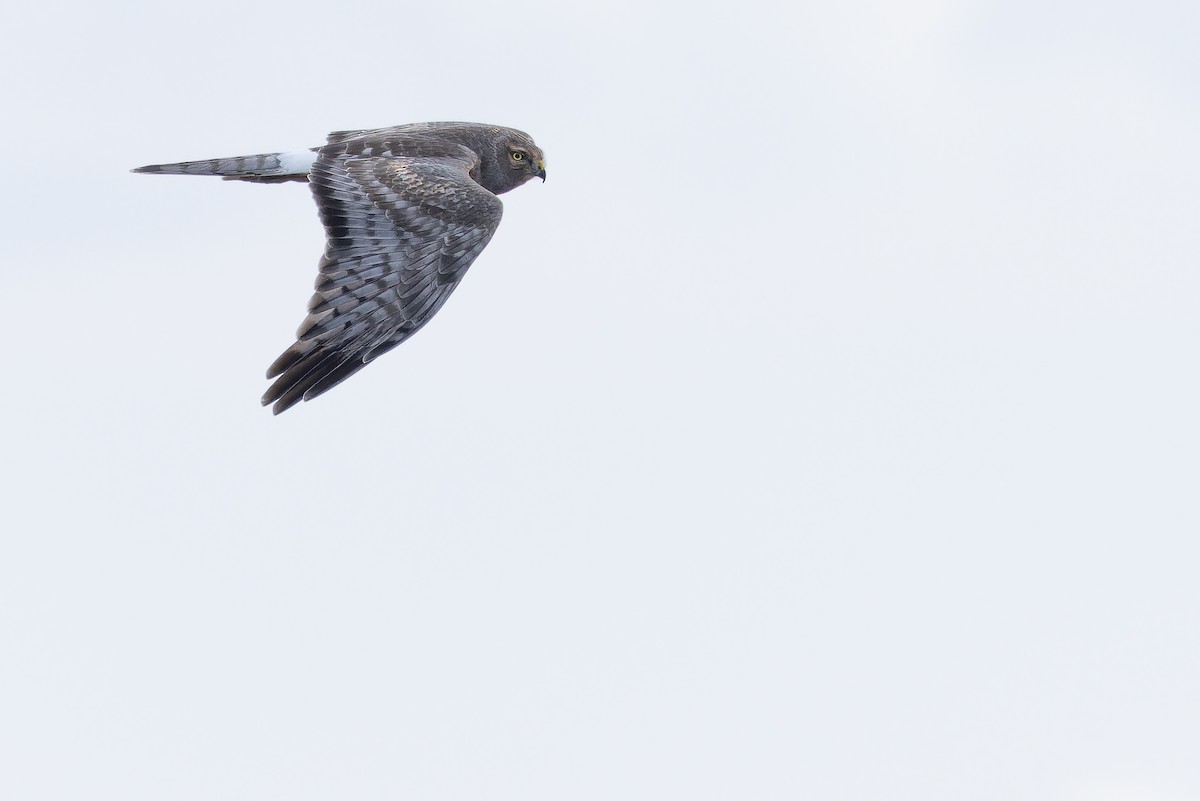 Лунь американський - ML645094573