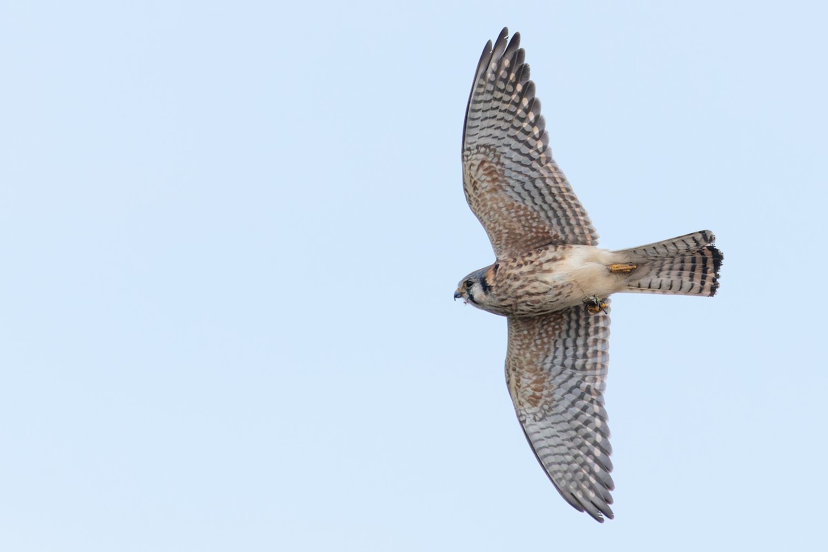 American Kestrel (Northern) - ML645094575