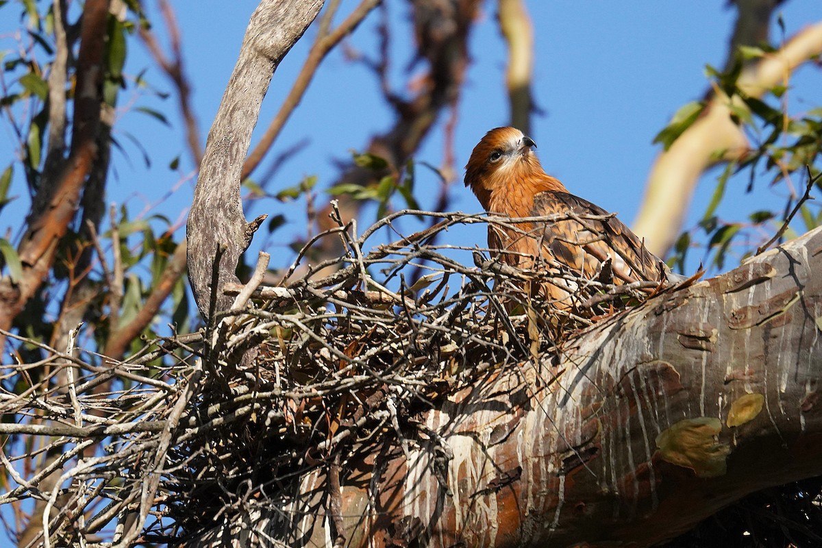 Square-tailed Kite - ML645094577