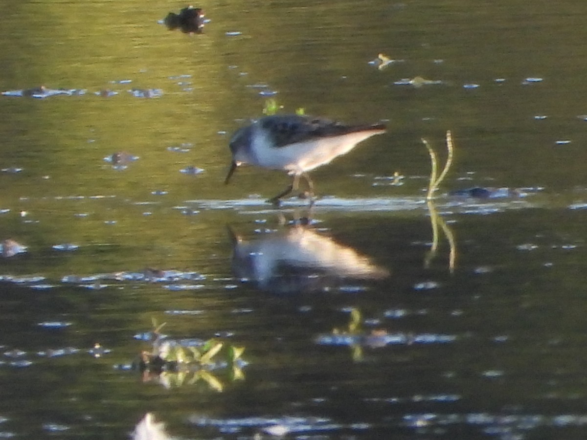 Semipalmated Sandpiper - ML645094586