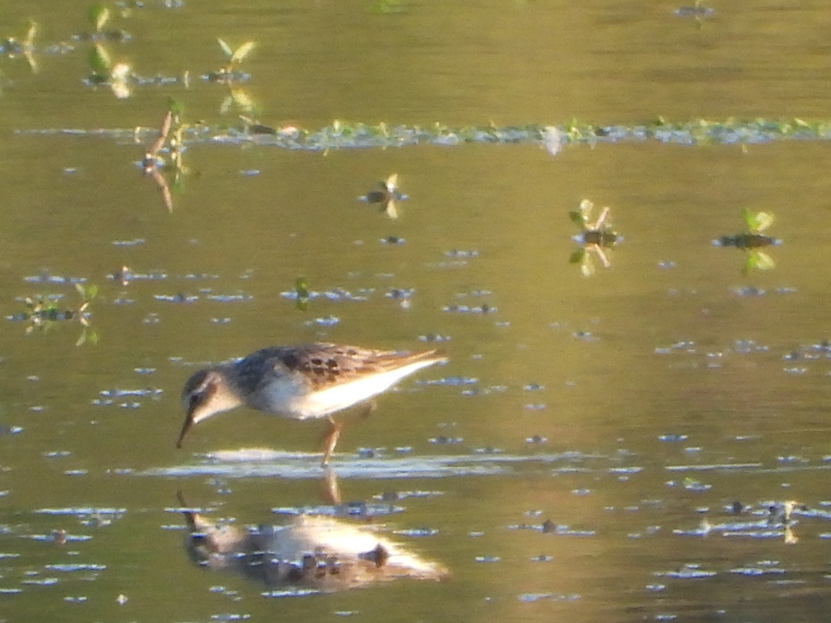 Semipalmated Sandpiper - ML645094587