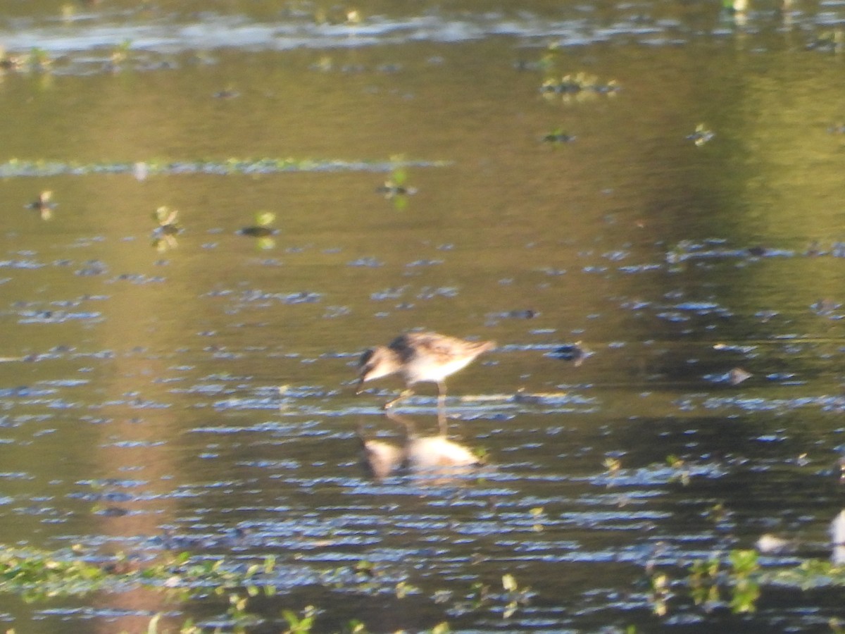 Semipalmated Sandpiper - ML645094588