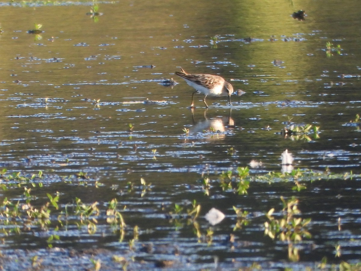 Semipalmated Sandpiper - ML645094589