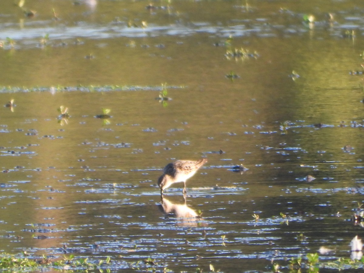 Semipalmated Sandpiper - ML645094590