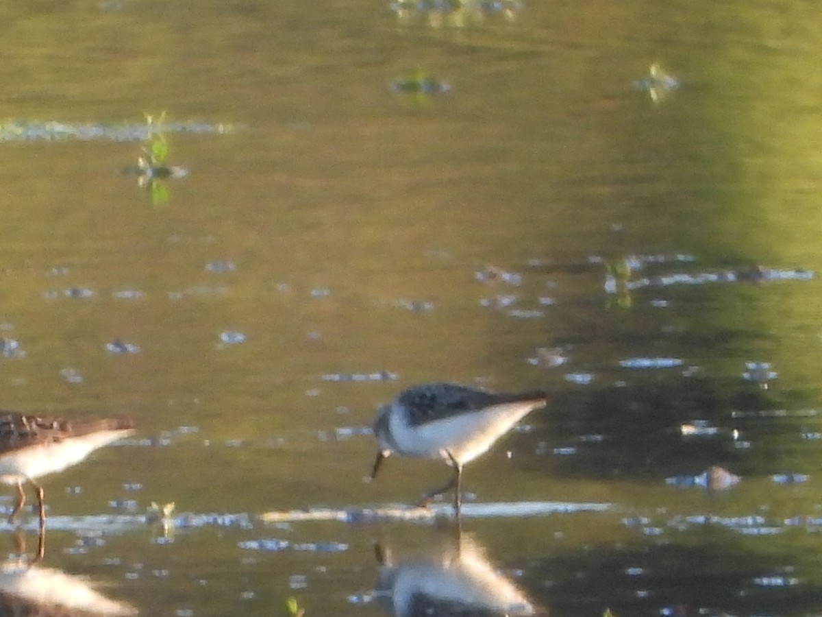Semipalmated Sandpiper - ML645094591