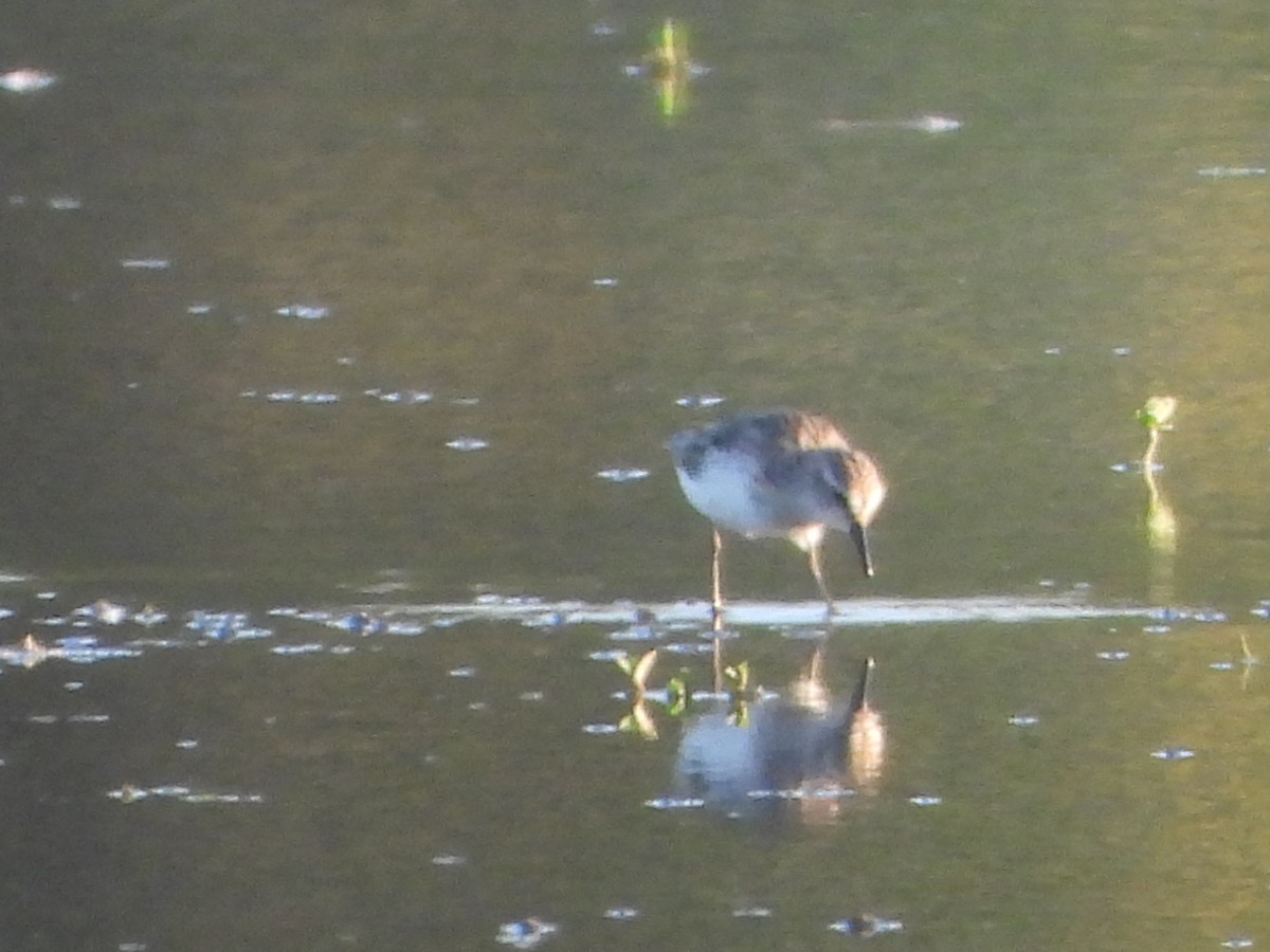 Semipalmated Sandpiper - ML645094592