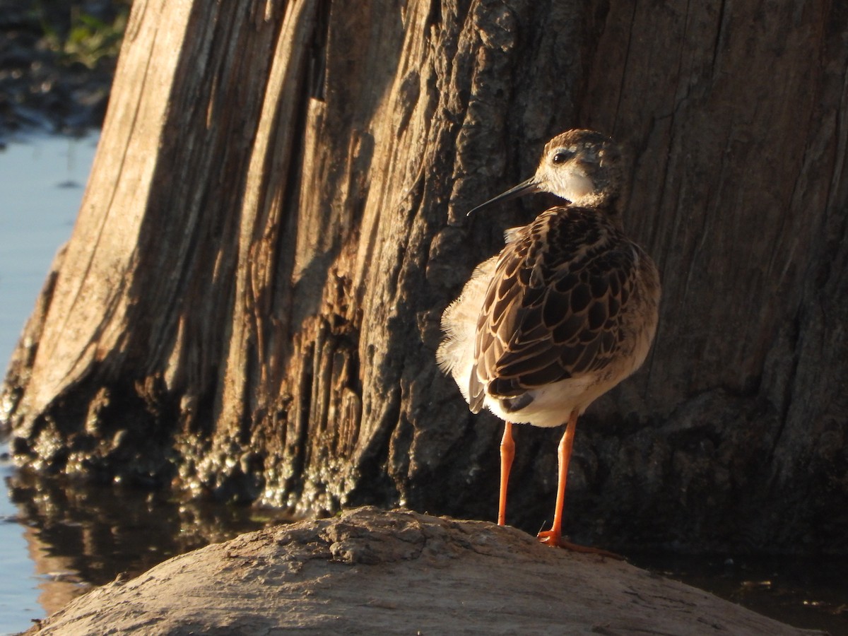 Wilson's Phalarope - ML645094609