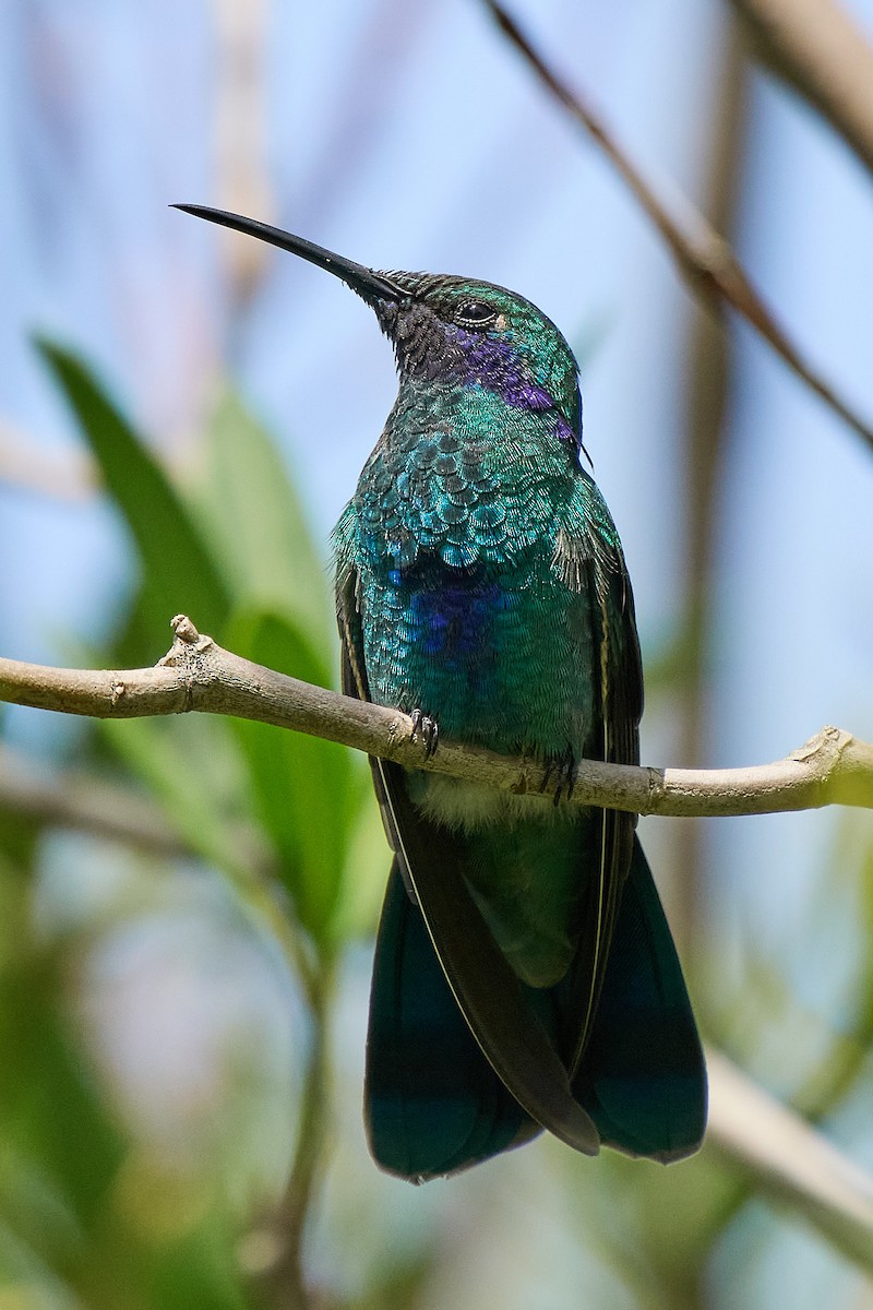 fiolørekolibri - ML645094622