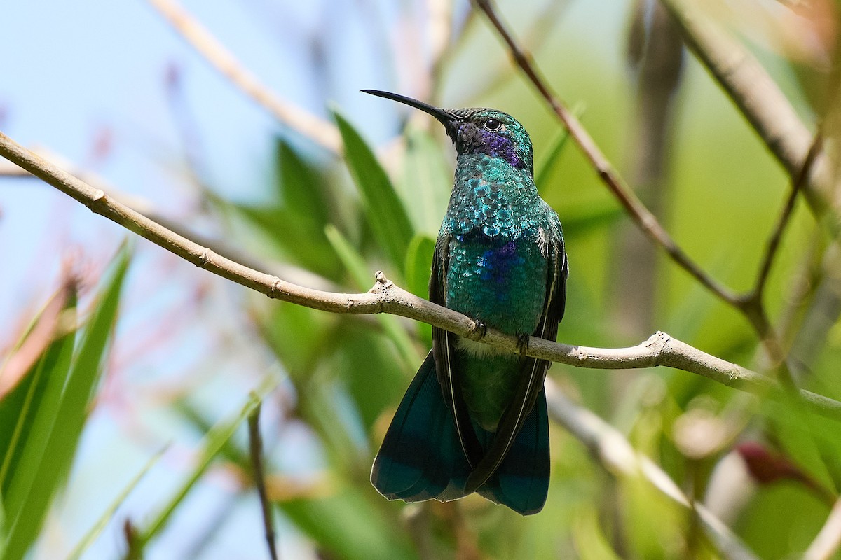 fiolørekolibri - ML645094623