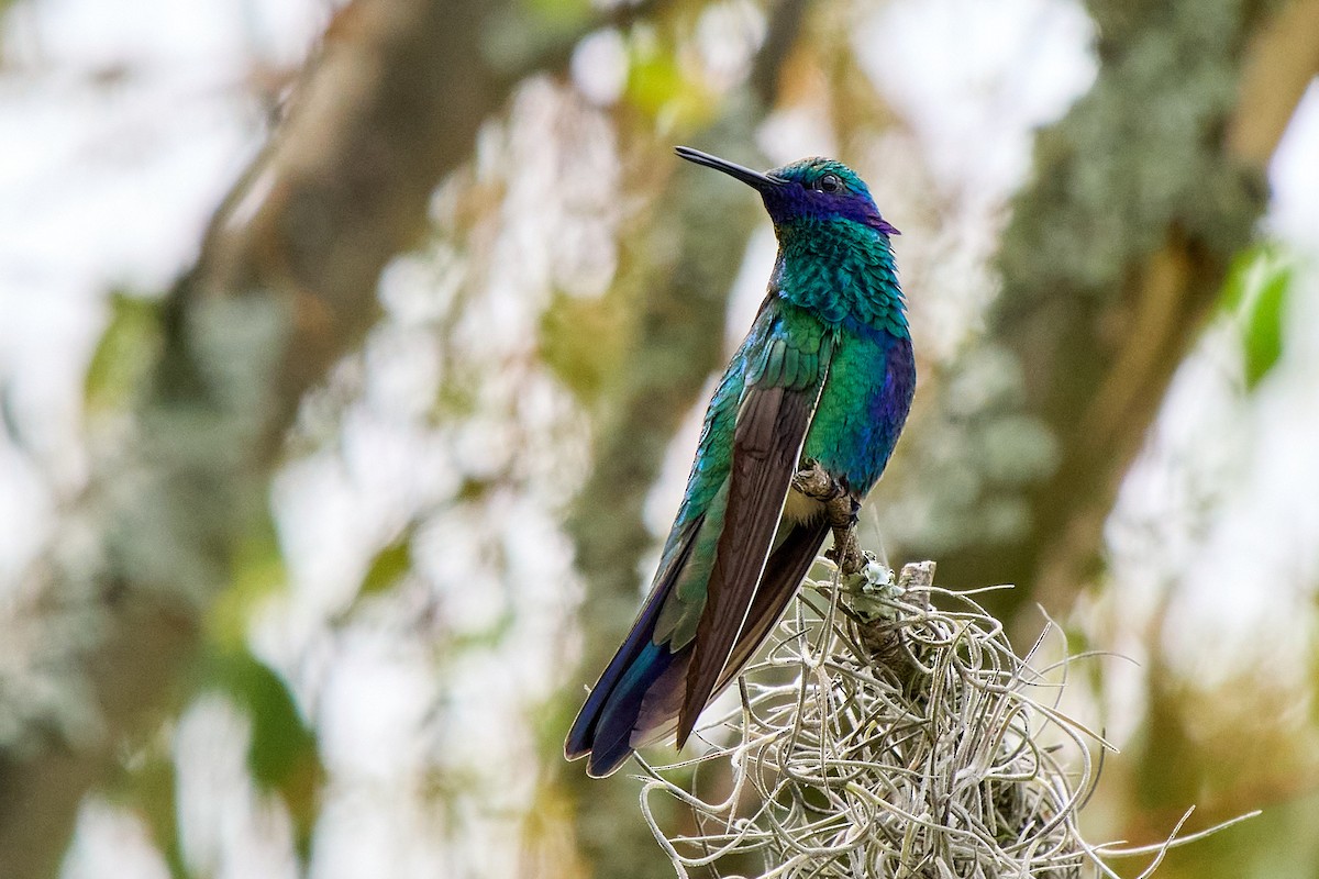 fiolørekolibri - ML645094629