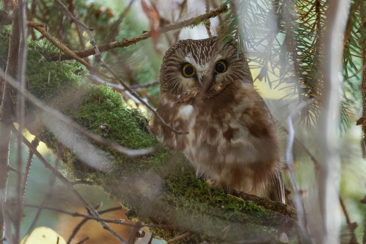 Northern Saw-whet Owl - ML645094633