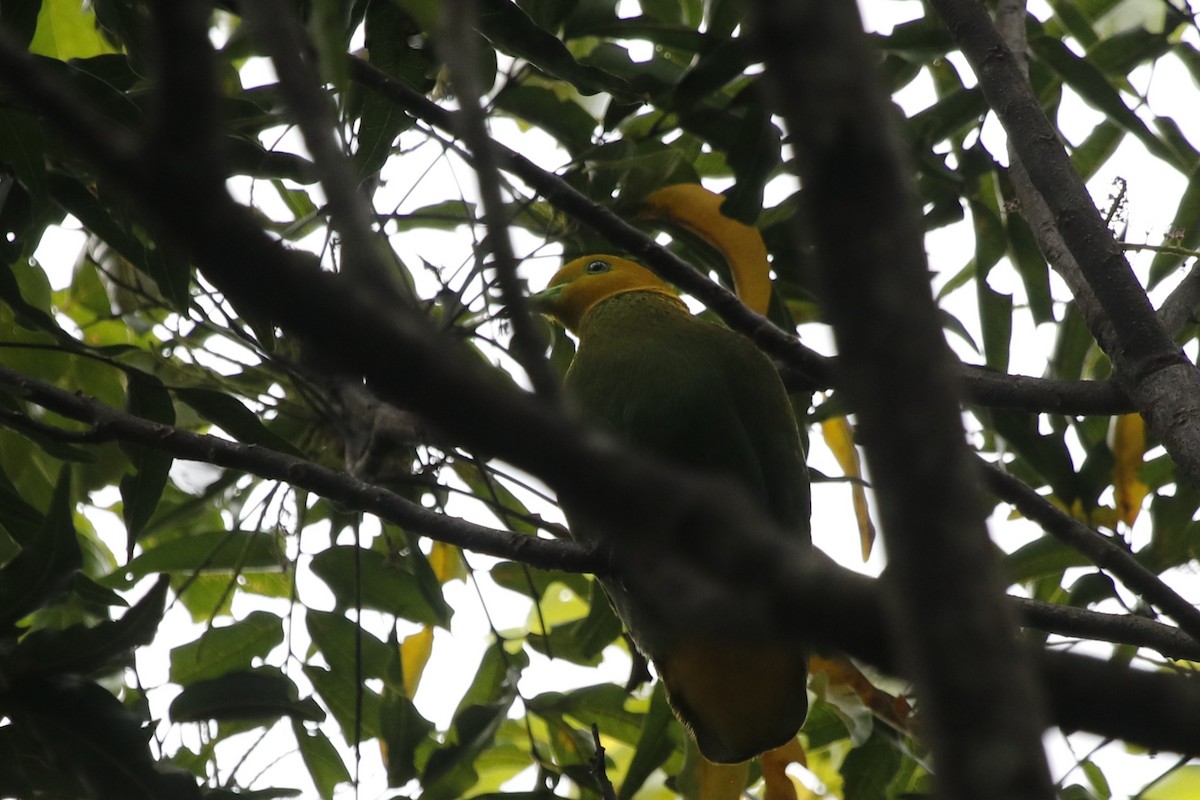 Smaragdfruchttaube - ML645094638