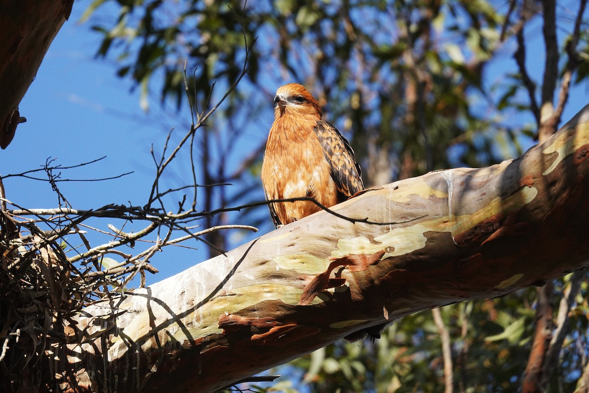 Square-tailed Kite - ML645094641