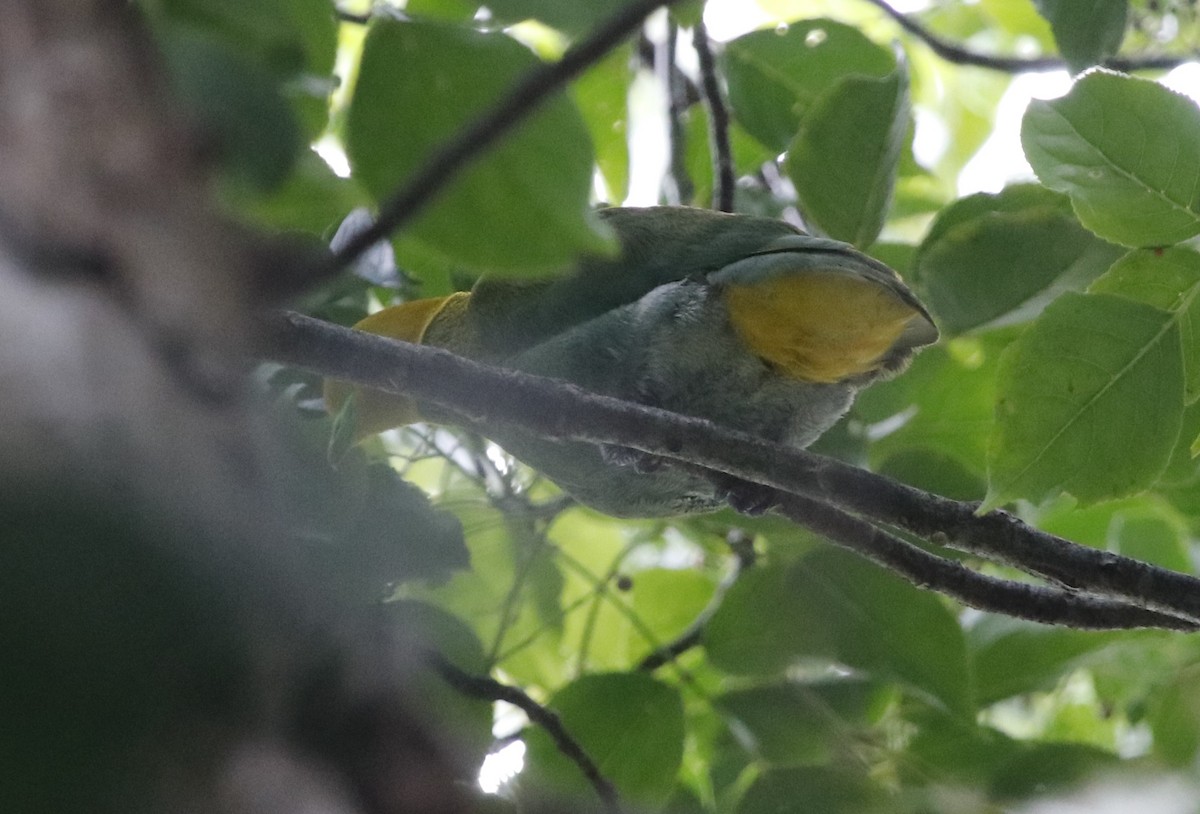 Smaragdfruchttaube - ML645094645