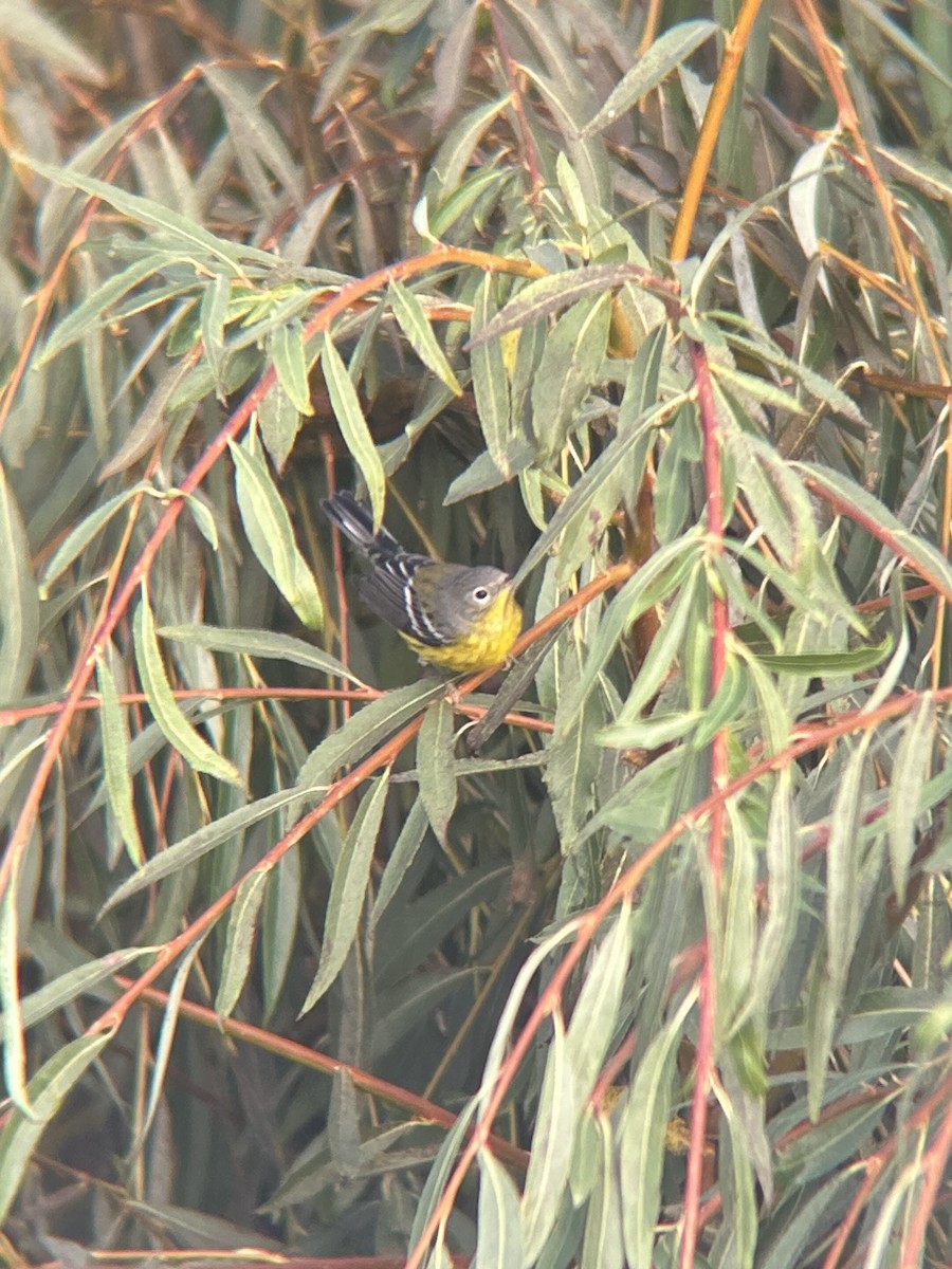 Magnolia Warbler - ML645094657