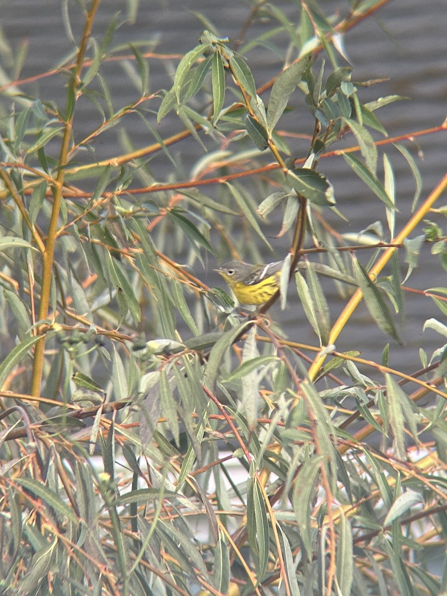 Magnolia Warbler - ML645094661