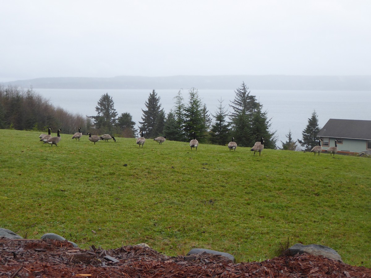 Barnacla Canadiense Grande - ML645094683