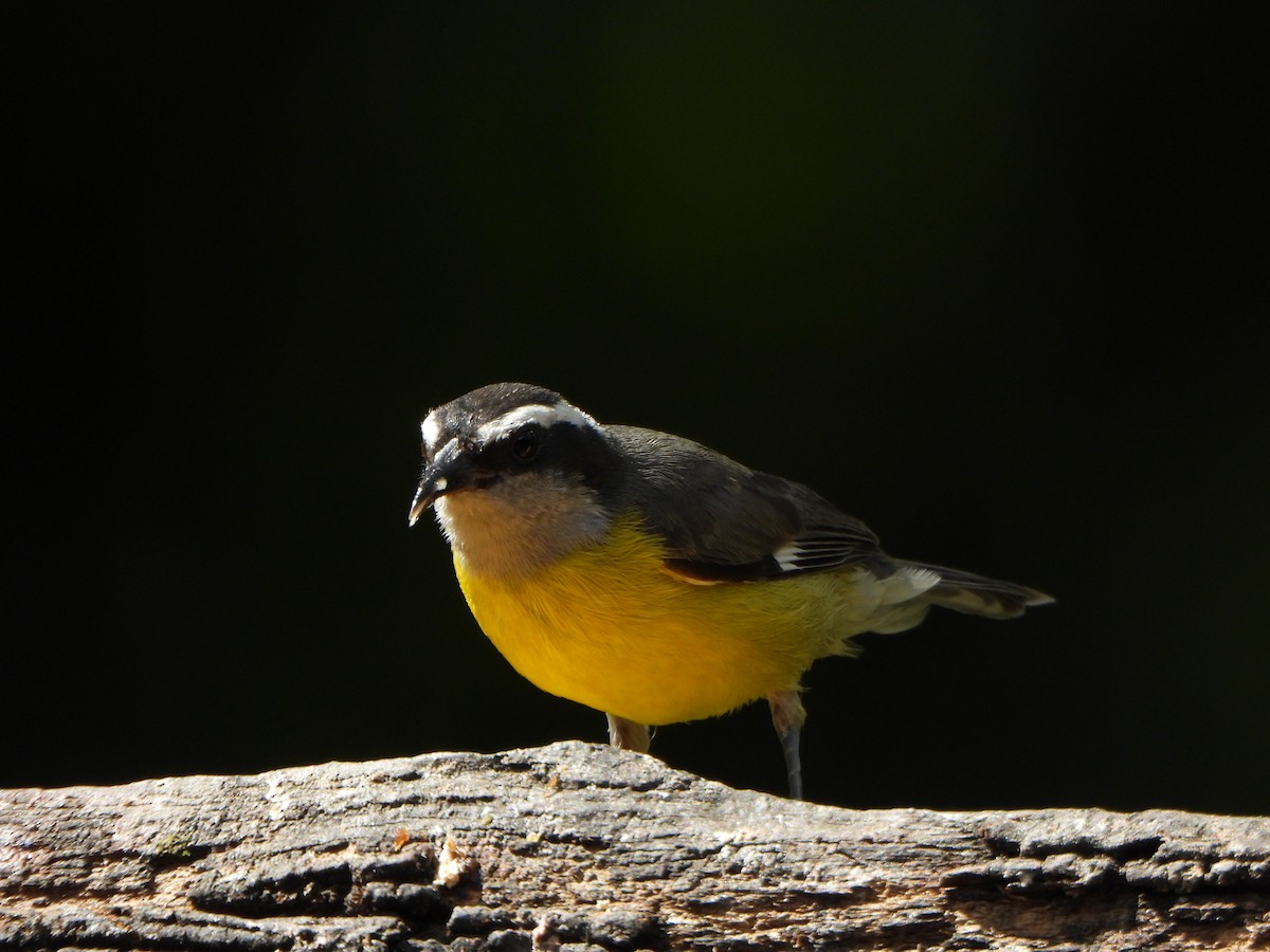 Sucrier à ventre jaune - ML645094686