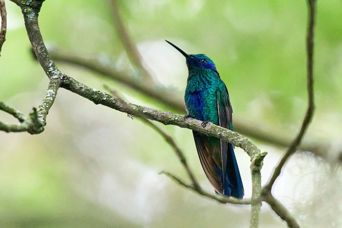 fiolørekolibri - ML645094688