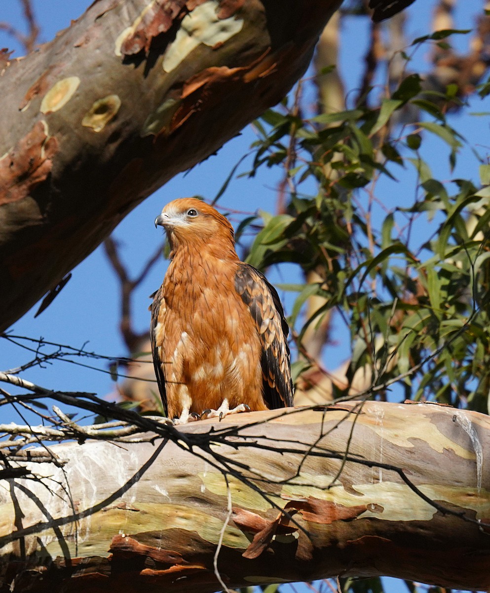 Square-tailed Kite - ML645094697