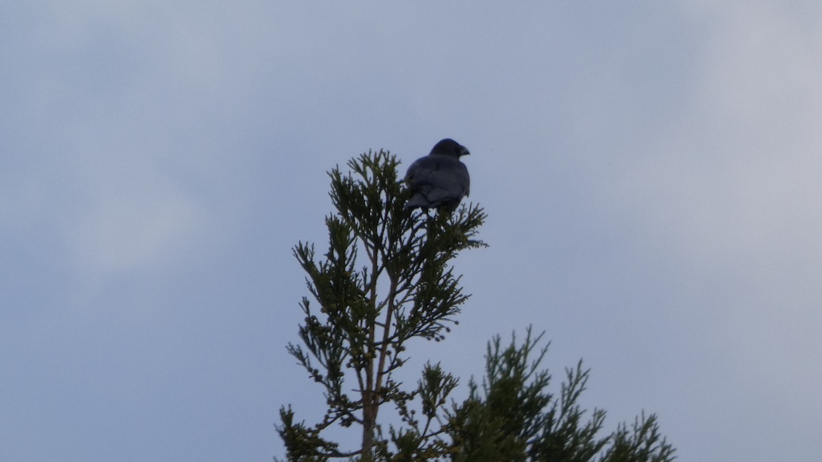 Large-billed Crow - ML645094700