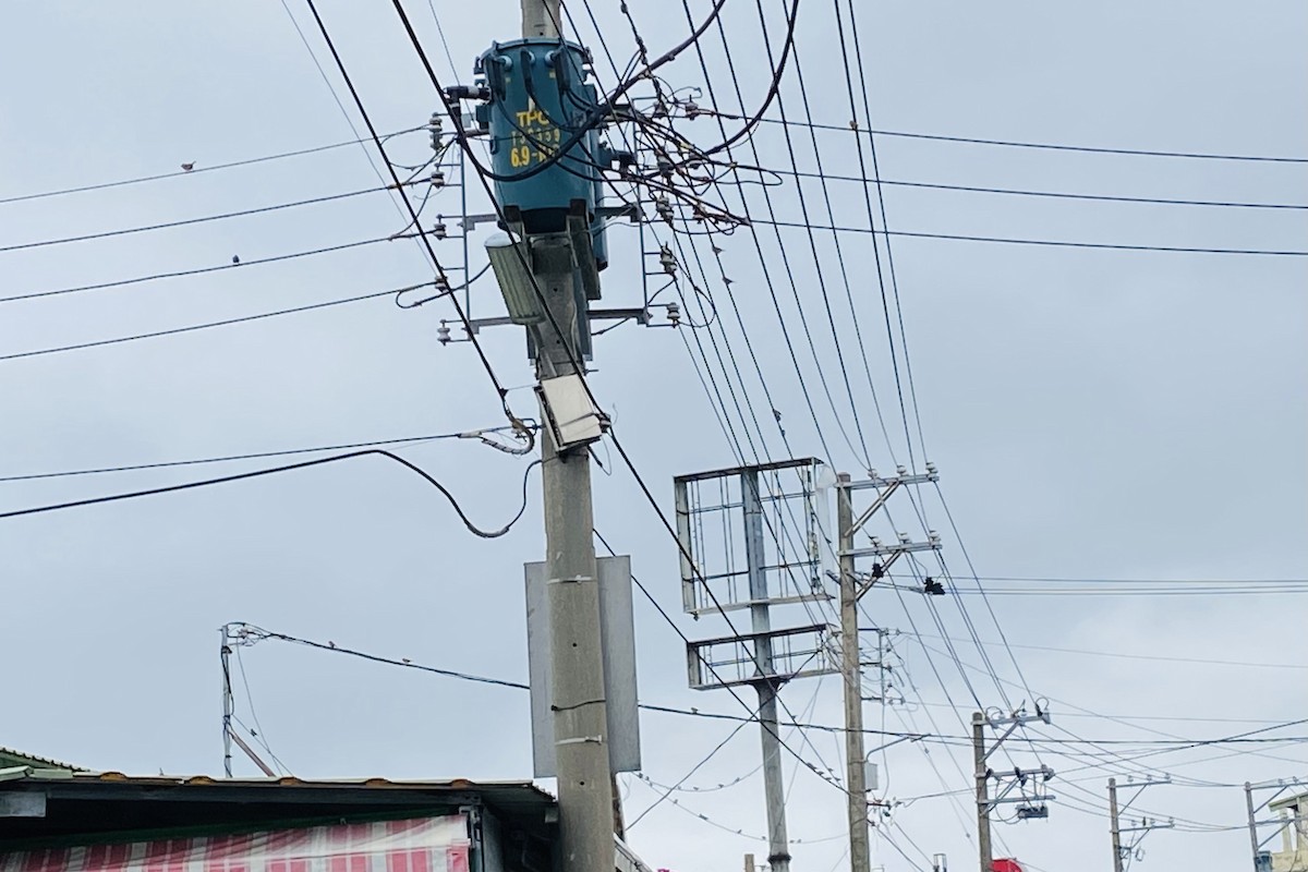 Ağaç Serçesi - ML645094707