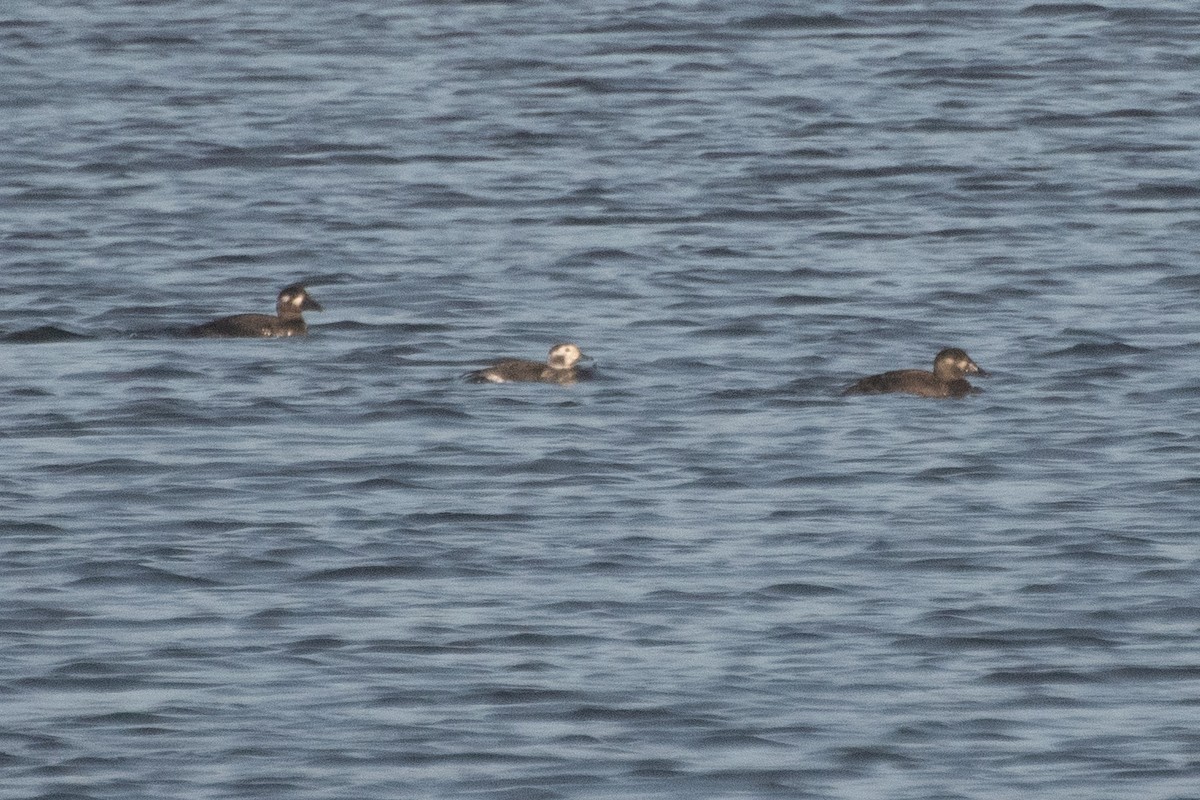 Long-tailed Duck - ML645094708