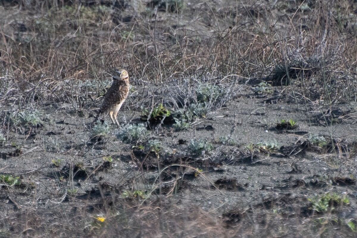 Burrowing Owl - ML645094712