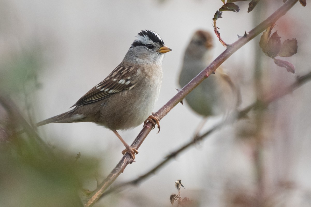 Porsuk Serçesi - ML645094728