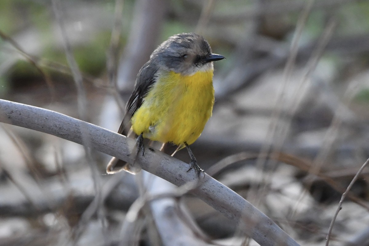 Eastern Yellow Robin - ML645094738