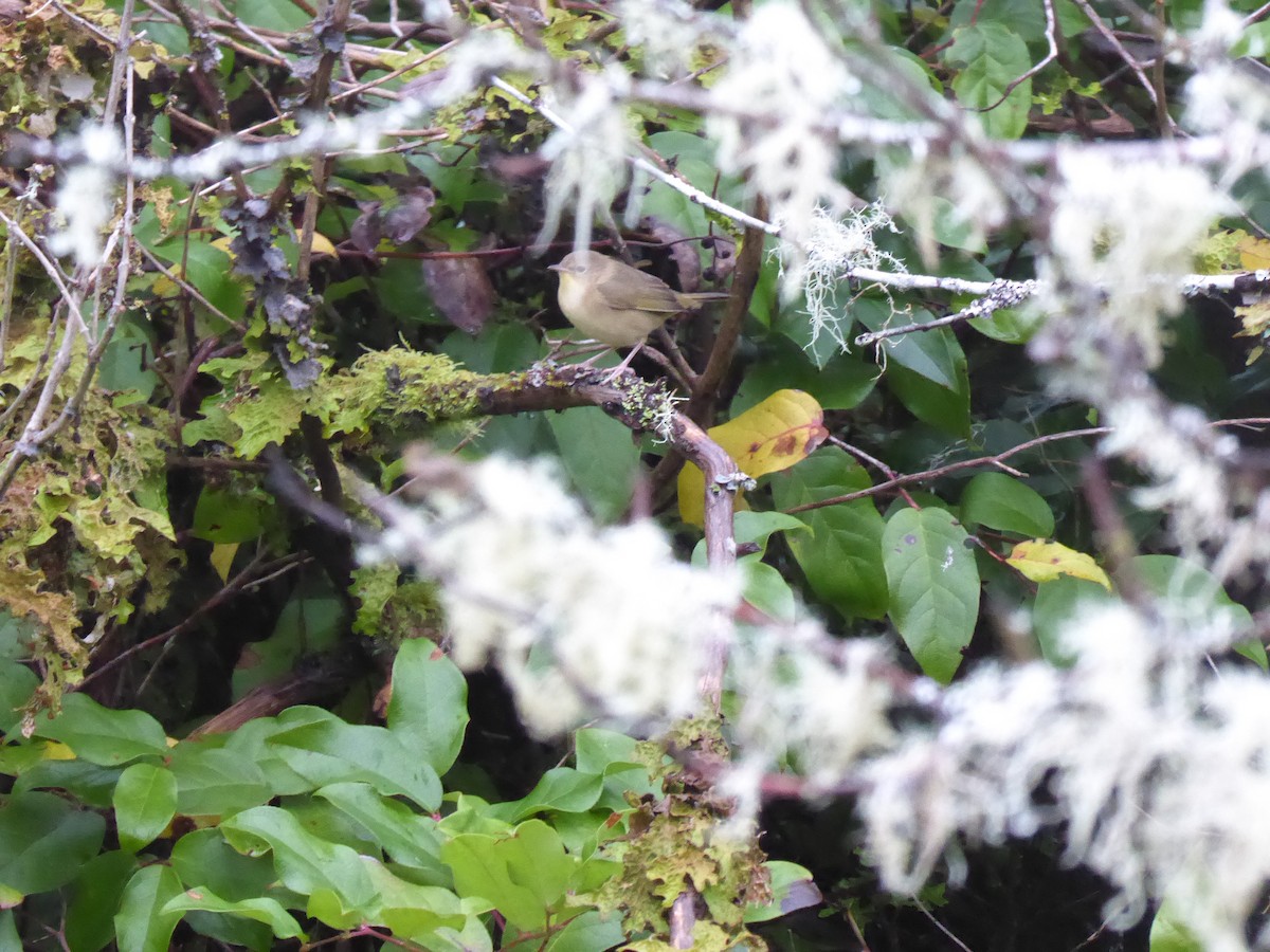 Common Yellowthroat - ML645094741