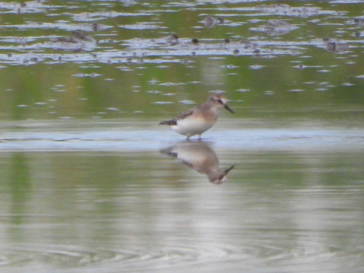 Semipalmated Sandpiper - ML645094753