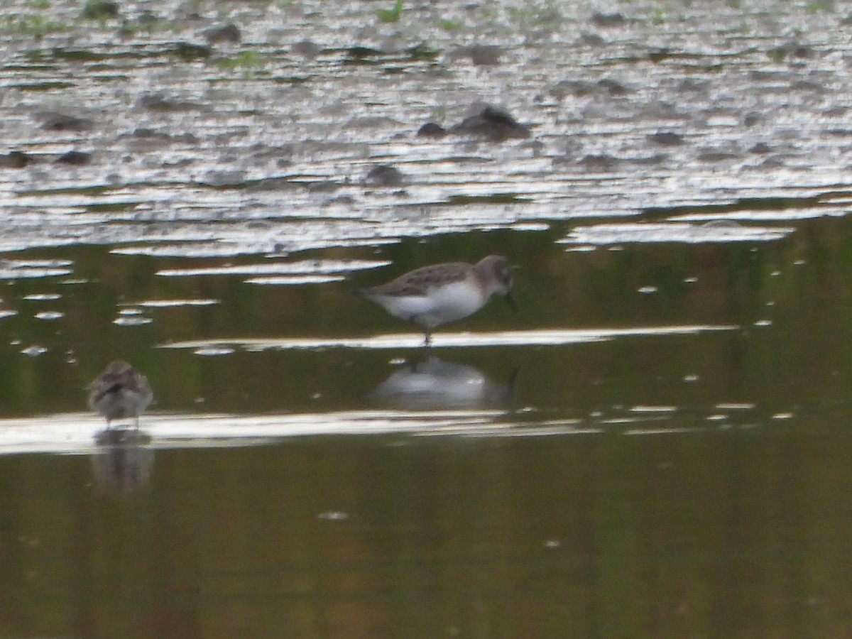 Semipalmated Sandpiper - ML645094756