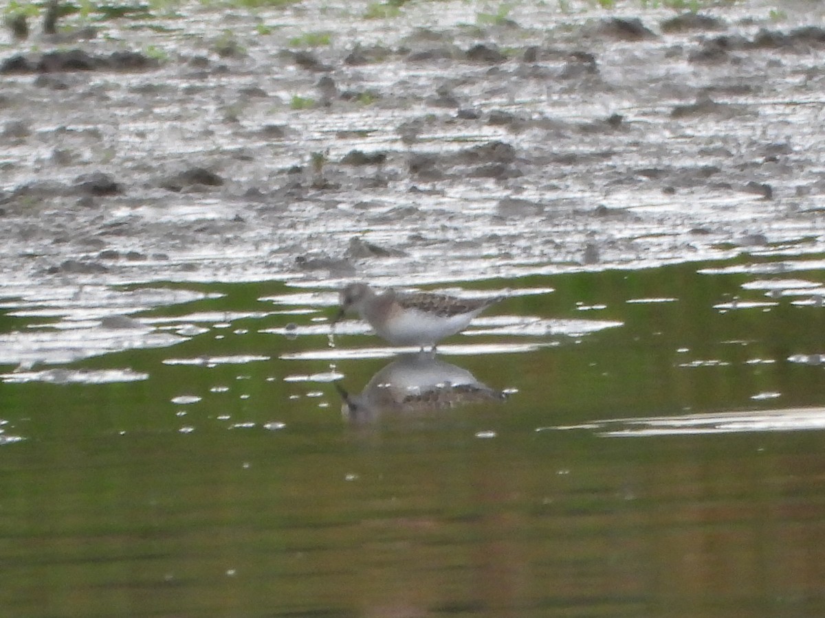 Semipalmated Sandpiper - ML645094757
