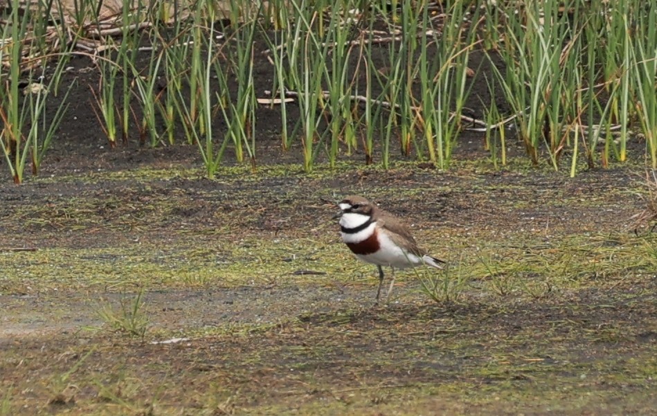 Double-banded Plover - ML645094760