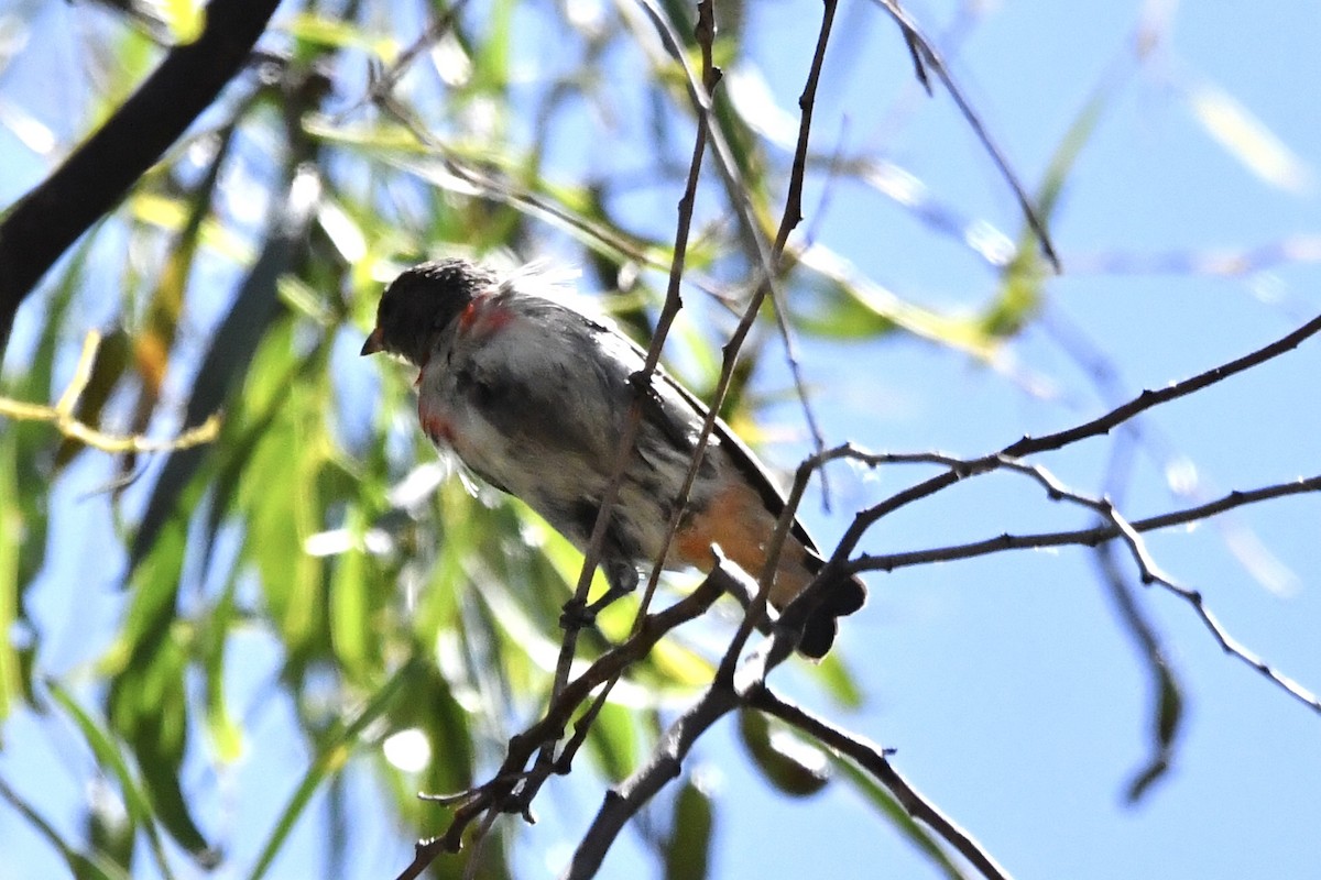 Picaflores Golondrina - ML645094762