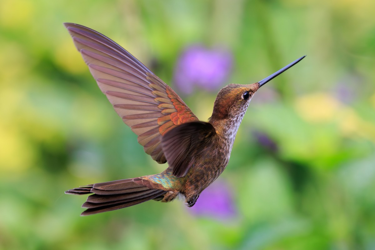 Bronzy Inca - ML645094771