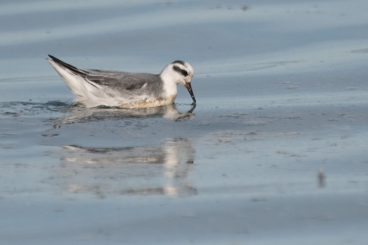 Red Phalarope - ML645094788