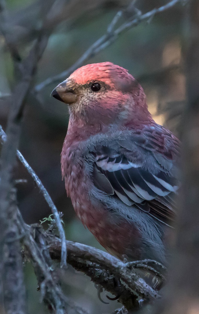 hýl křivčí - ML645094794