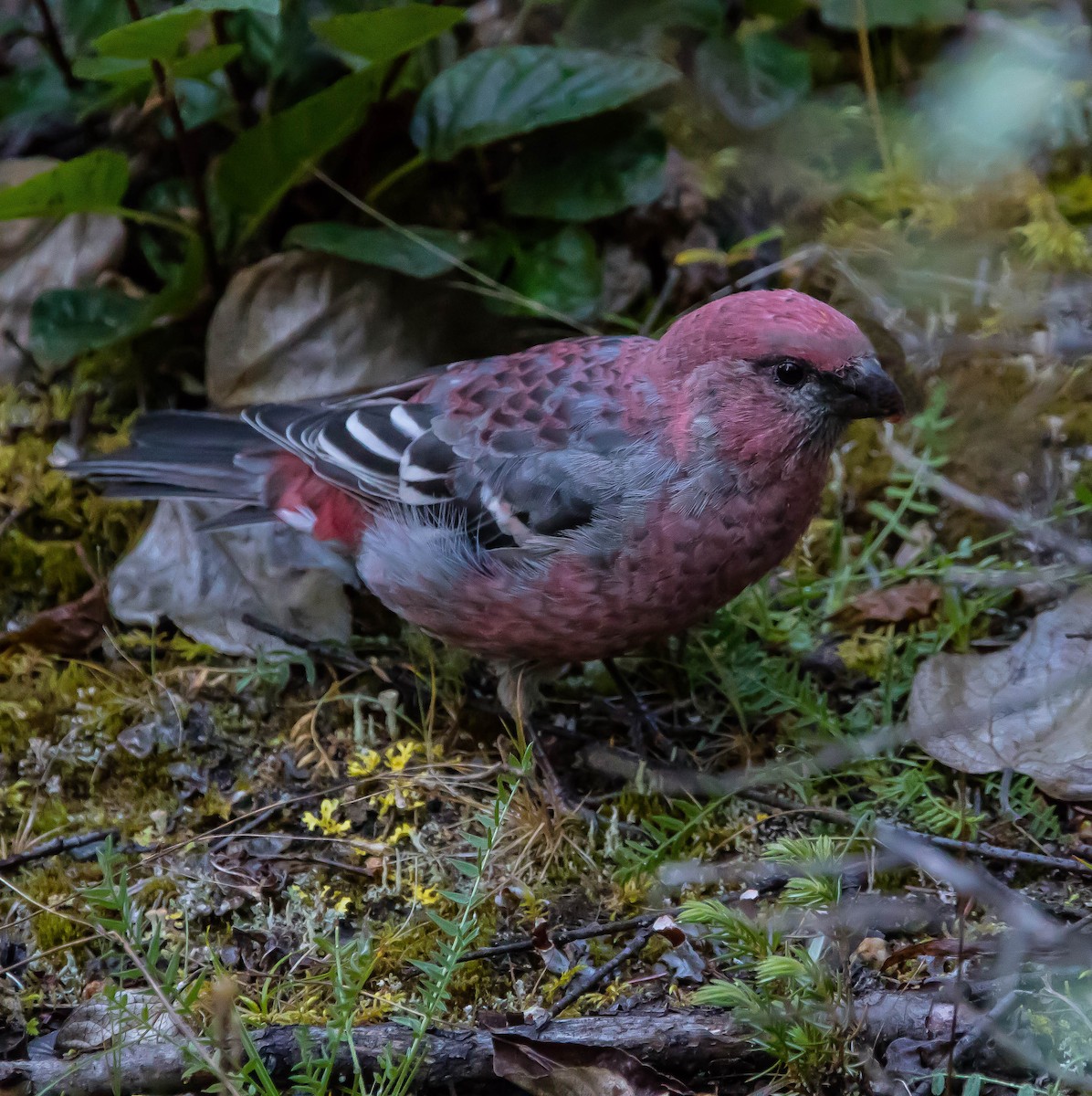 hýl křivčí - ML645094795