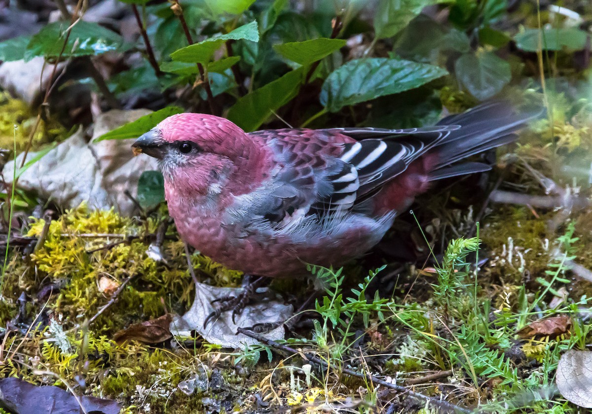 hýl křivčí - ML645094796