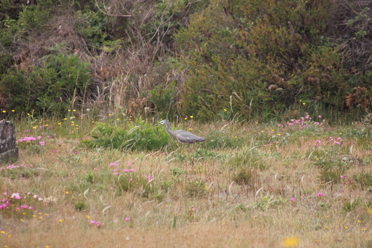 White-faced Heron - ML645094805