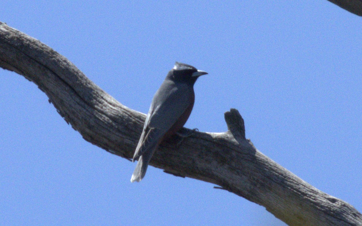 lasolet bělobrvý - ML645094807