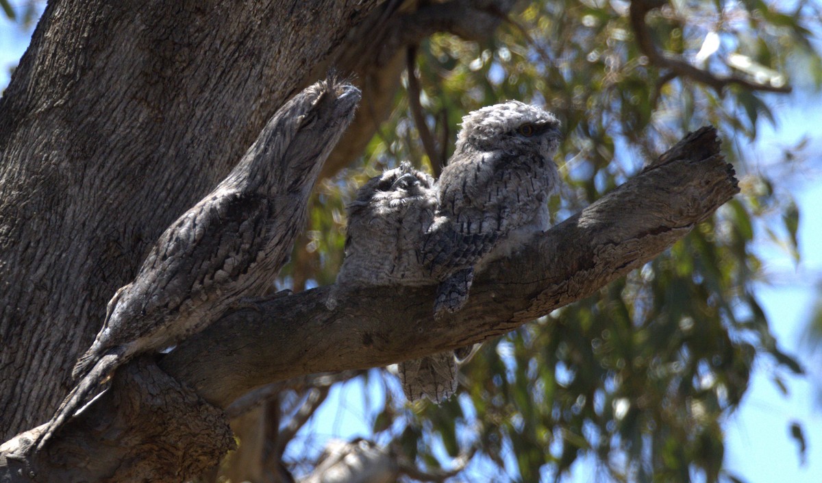 Tawny Frogmouth - ML645094809