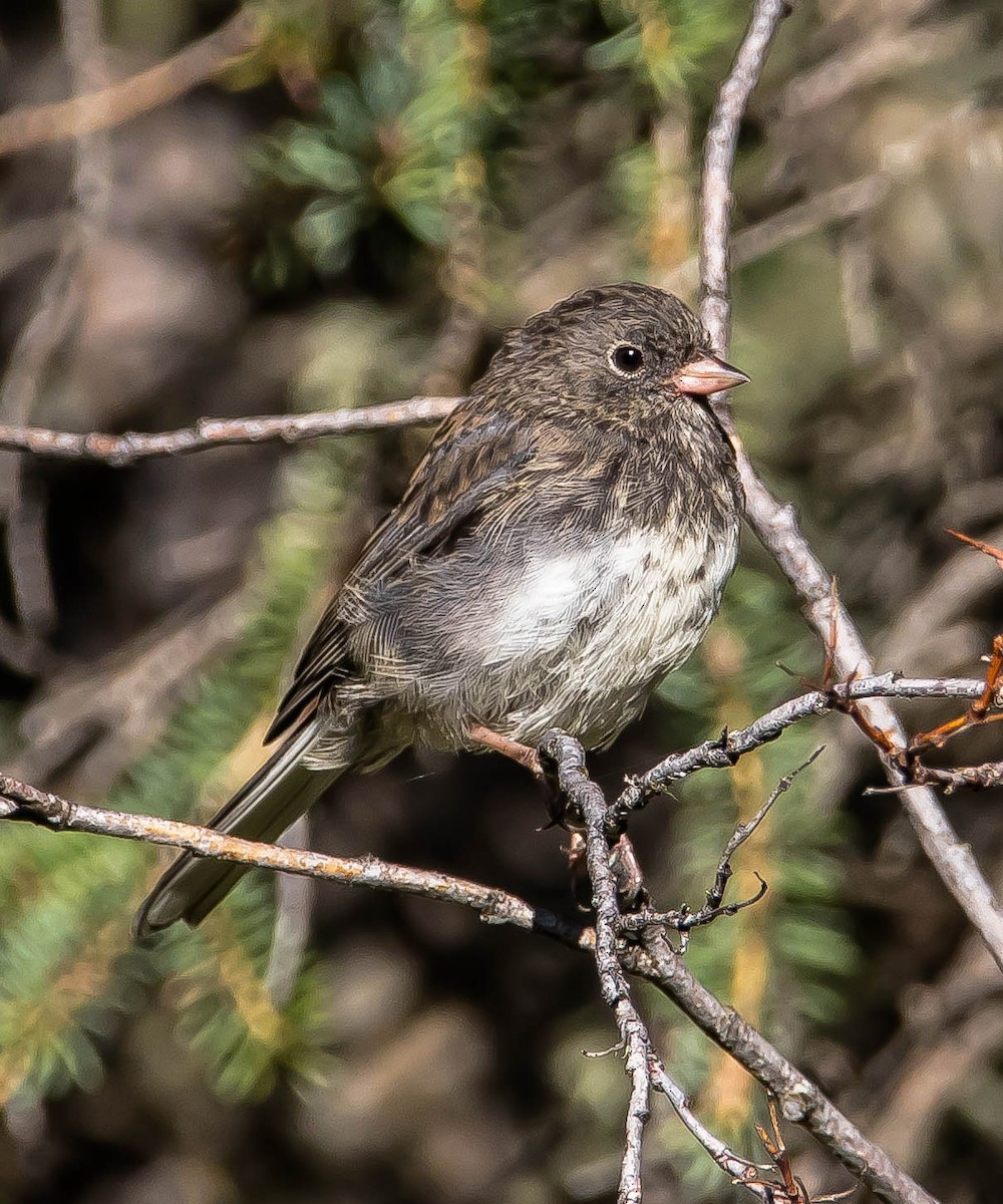 Junco Ojioscuro - ML645094836